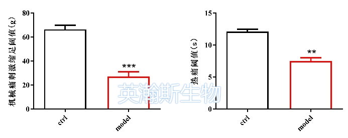 疼痛模型.png